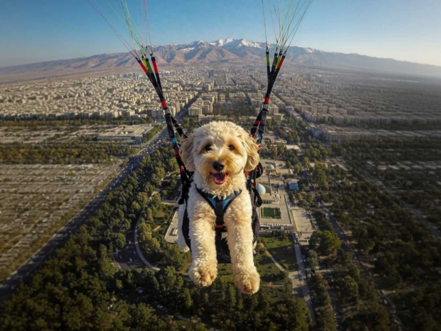 سگی در حال پرواز با پاراگلایدر همراه با خلبان در آسمان آفتابی